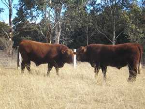 Benoak Fortune D51 & Benoak Palmerston D76
