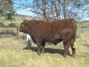 Benoak Hayman D70