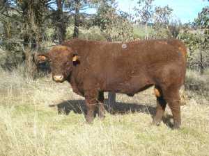 Benoak Hayman D73