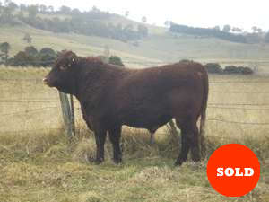 Benoak Hayman E7