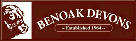 Benoaks Devon cattle breeders, Glencoe, NSW, Australia