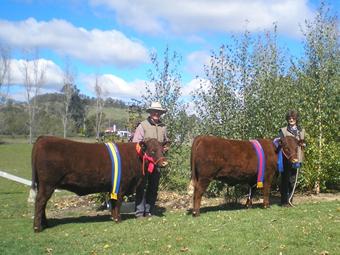 Benoak Heifers