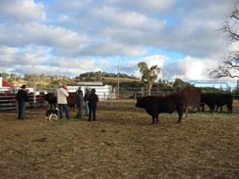 Benoak Devons Open Day