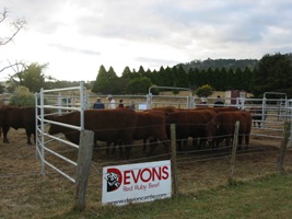 Benoak Devons Open Day