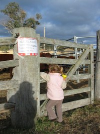 Benoak Devons Open Day