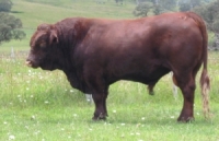 Benoak Devon Bull