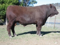 Benoak Devon Bull