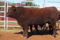 Benoak Devon Bull