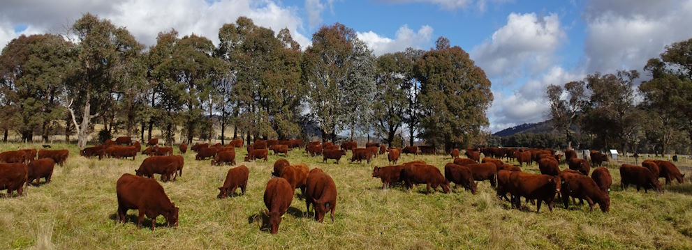 Benoak Devon Cattle Stud - Glencoe - NSW - Australia